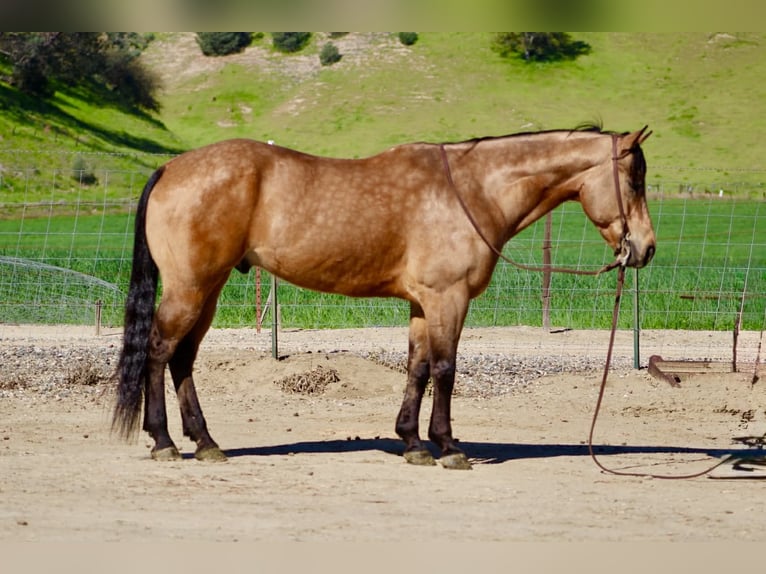 American Quarter Horse Gelding 8 years 15 hh Buckskin in Tres Pinos