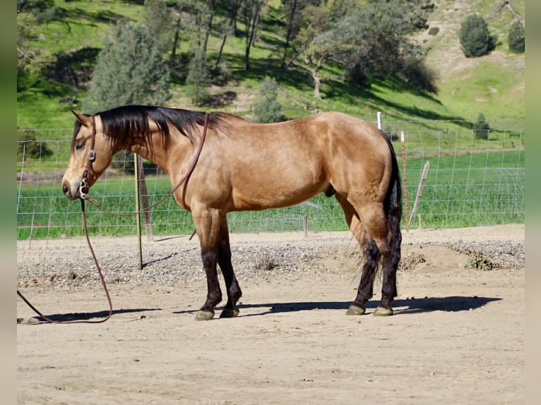 American Quarter Horse Gelding 8 years 15 hh Buckskin in Tres Pinos