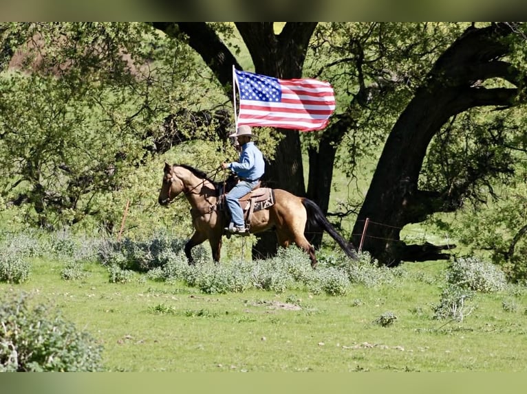 American Quarter Horse Gelding 8 years 15 hh Buckskin in Tres Pinos