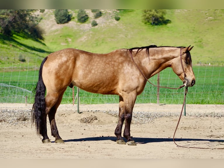 American Quarter Horse Gelding 8 years 15 hh Buckskin in Tres Pinos