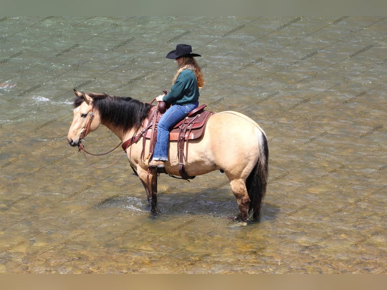 American Quarter Horse Gelding 8 years 15 hh Buckskin in Brookville
