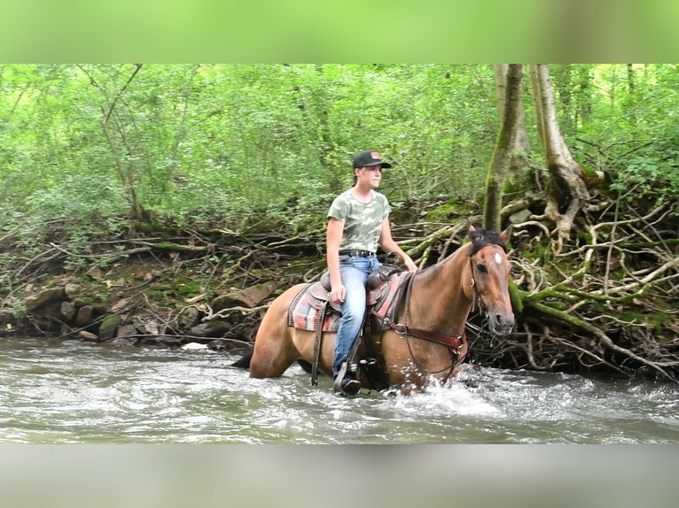 American Quarter Horse Gelding 8 years 15 hh Buckskin in Rebersburg