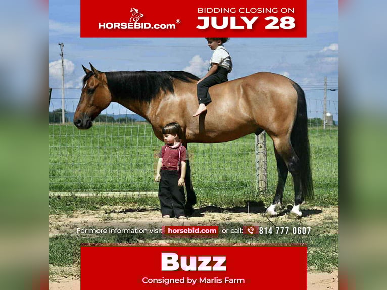 American Quarter Horse Gelding 8 years 15 hh Buckskin in Rebersburg