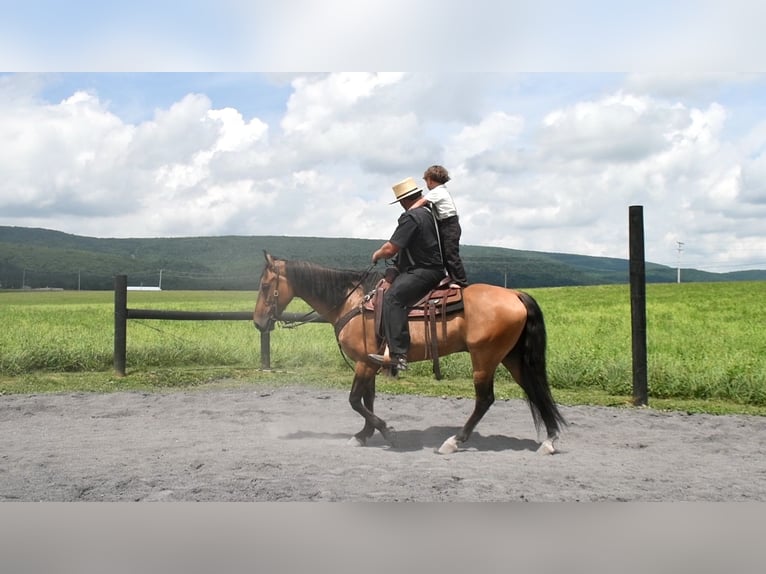 American Quarter Horse Gelding 8 years 15 hh Buckskin in Rebersburg