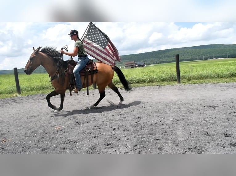 American Quarter Horse Gelding 8 years 15 hh Buckskin in Rebersburg