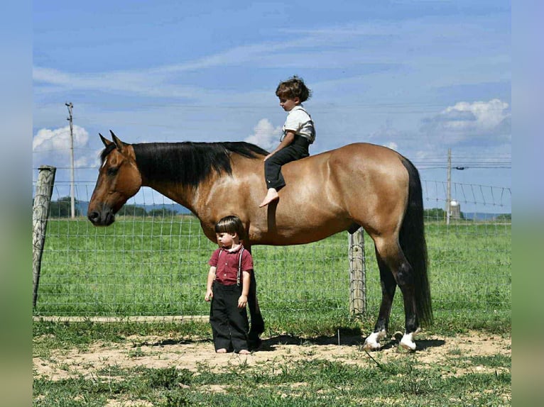 American Quarter Horse Gelding 8 years 15 hh Buckskin in Rebersburg