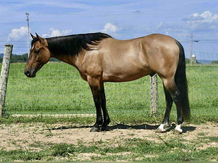 American Quarter Horse Gelding 8 years 15 hh Buckskin in Rebersburg