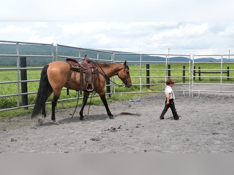 American Quarter Horse Gelding 8 years 15 hh Buckskin in Rebersburg