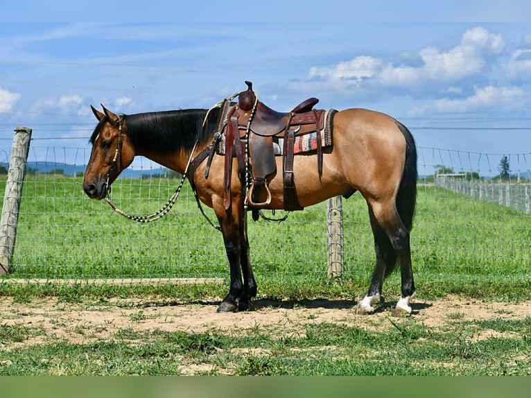 American Quarter Horse Gelding 8 years 15 hh Buckskin in Rebersburg
