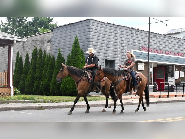 American Quarter Horse Gelding 8 years 15 hh Buckskin in Rebersburg