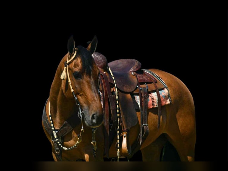 American Quarter Horse Gelding 8 years 15 hh Buckskin in Rebersburg