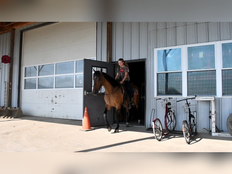 American Quarter Horse Gelding 8 years 15 hh Buckskin in Rebersburg