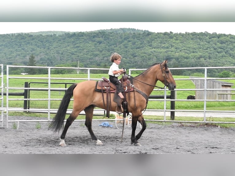 American Quarter Horse Gelding 8 years 15 hh Buckskin in Rebersburg