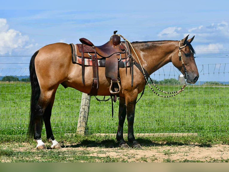 American Quarter Horse Gelding 8 years 15 hh Buckskin in Rebersburg