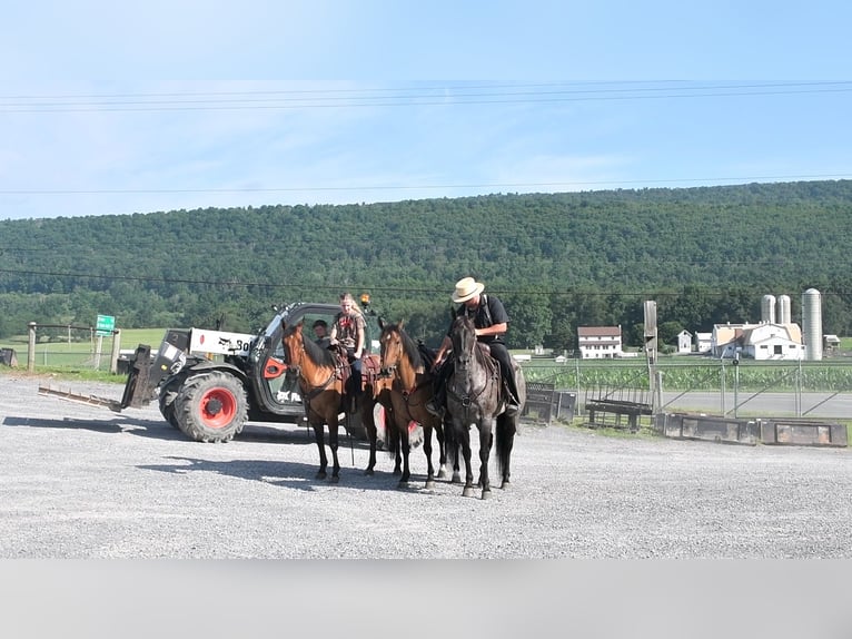 American Quarter Horse Gelding 8 years 15 hh Buckskin in Rebersburg