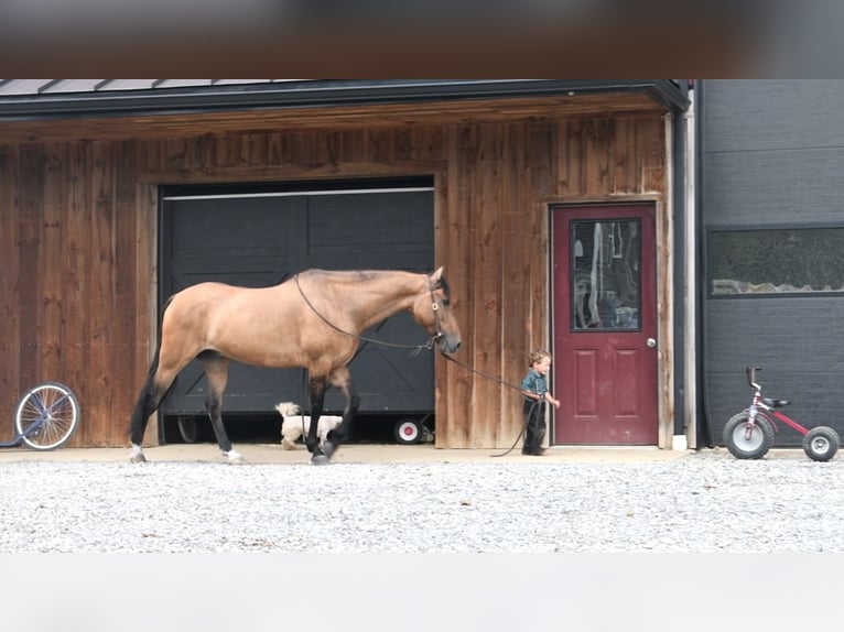 American Quarter Horse Gelding 8 years 15 hh Buckskin in Rebersburg