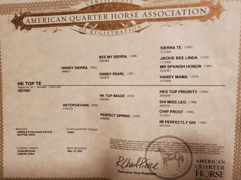 American Quarter Horse Gelding 8 years 15 hh Buckskin in Libson, IA