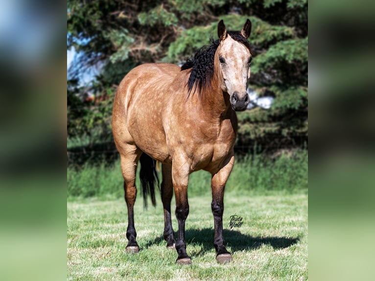American Quarter Horse Gelding 8 years 15 hh Buckskin in Libson IA
