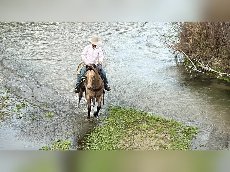 American Quarter Horse Gelding 8 years 15 hh Buckskin in Paicines CA
