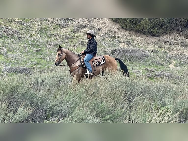 American Quarter Horse Gelding 8 years 15 hh Buckskin in Paicines CA