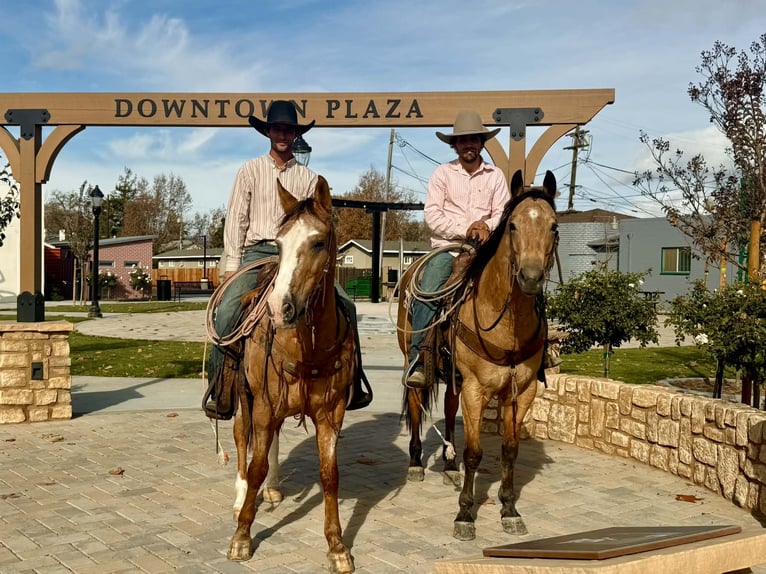 American Quarter Horse Gelding 8 years 15 hh Buckskin in Paicines CA