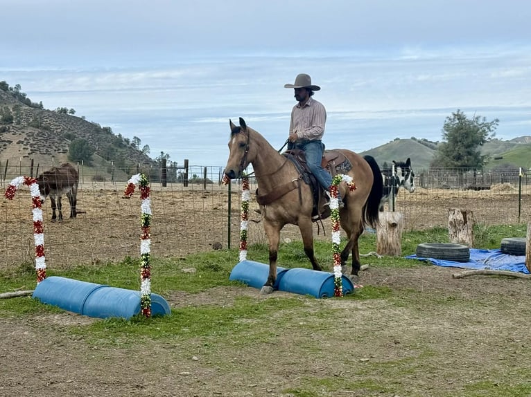 American Quarter Horse Gelding 8 years 15 hh Buckskin in Paicines CA