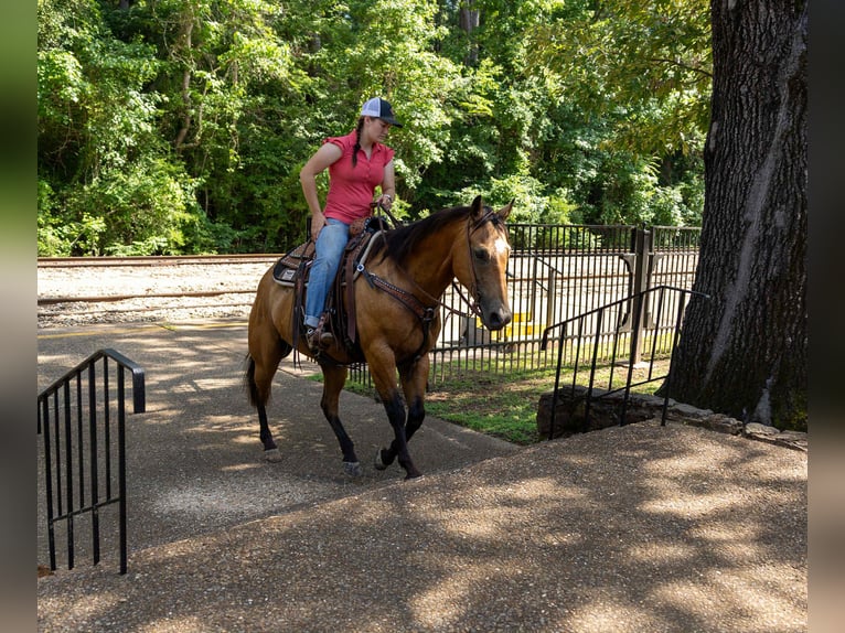 American Quarter Horse Gelding 8 years 15 hh Buckskin in RUSk TX