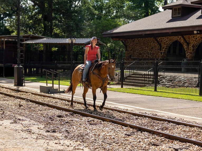 American Quarter Horse Gelding 8 years 15 hh Buckskin in RUSk TX