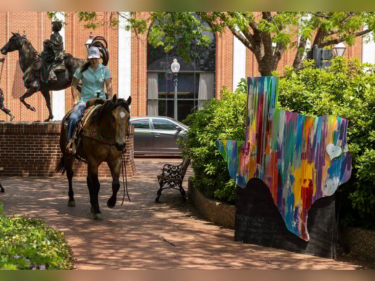 American Quarter Horse Gelding 8 years 15 hh Buckskin in RUSk TX