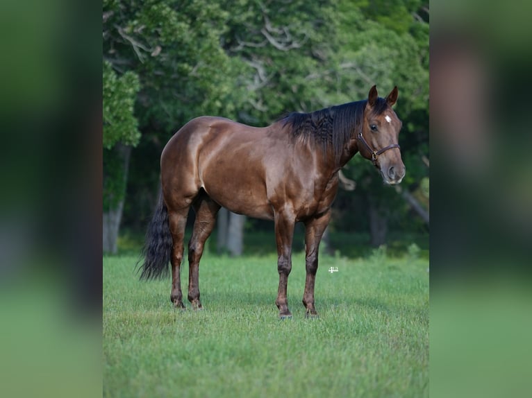 American Quarter Horse Gelding 8 years 15 hh Chestnut in Weatherford