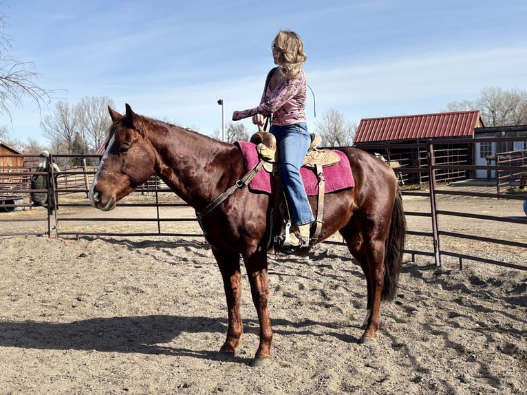 American Quarter Horse Gelding 8 years 15 hh Chestnut in Fort Collins
