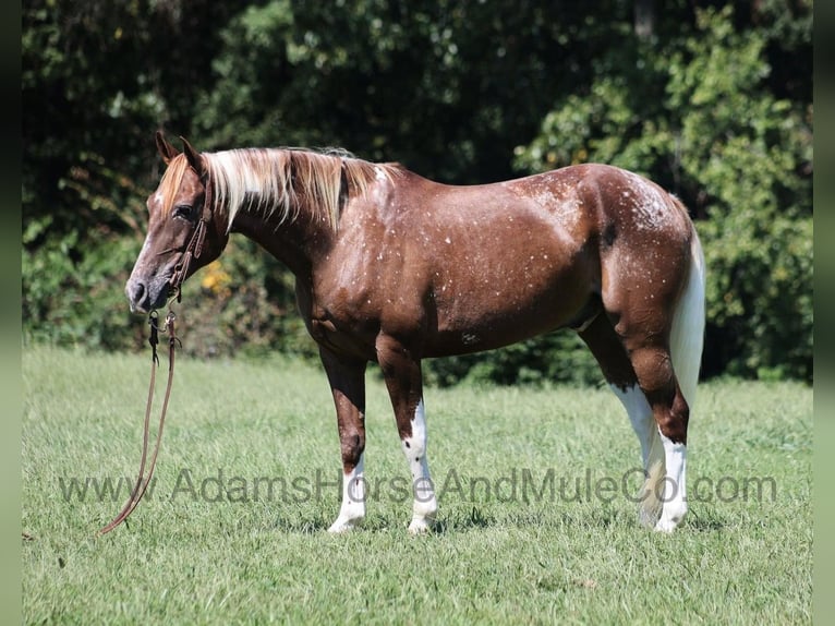 American Quarter Horse Gelding 8 years 15 hh Chestnut in Mount Vernon