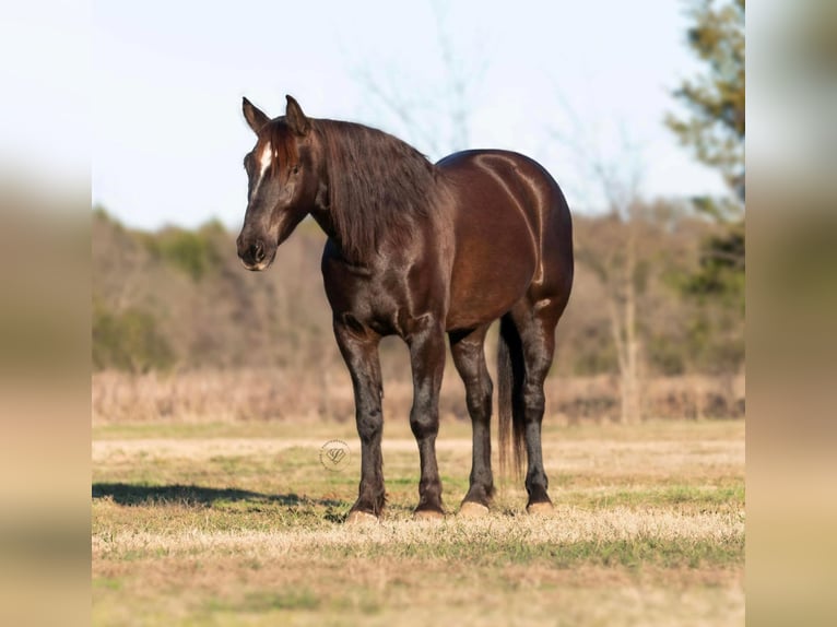 American Quarter Horse Gelding 8 years 15 hh Chestnut in Raveena, TX