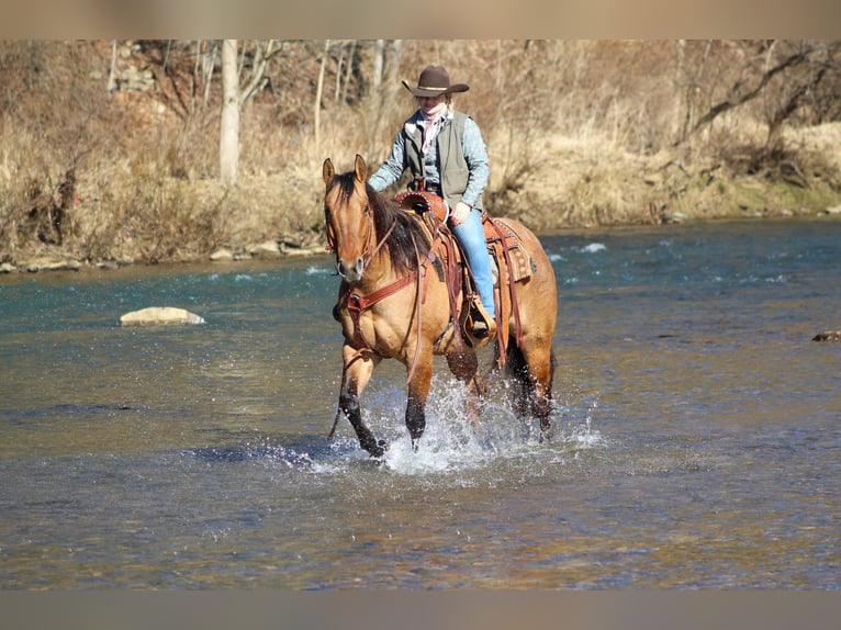 American Quarter Horse Gelding 8 years 15 hh Dun in Clarion, PA