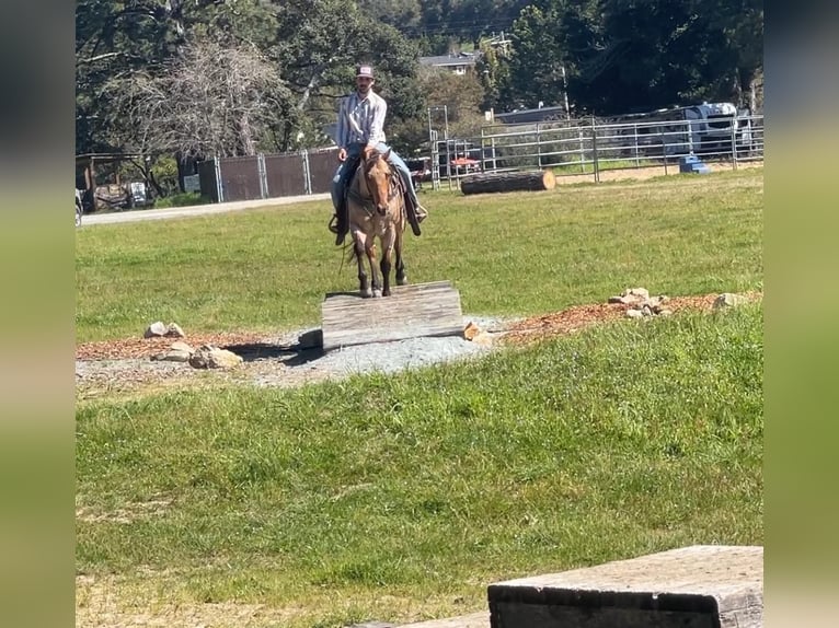 American Quarter Horse Gelding 8 years 15 hh Dun in Paicines CA