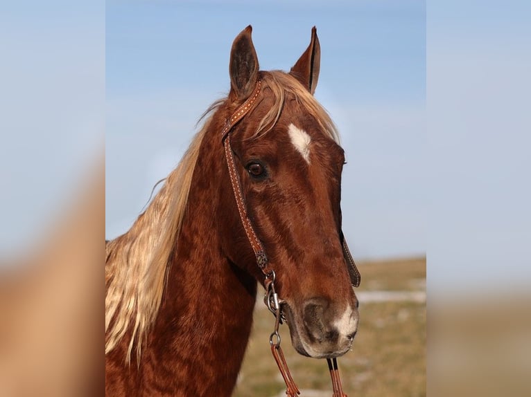 American Quarter Horse Gelding 8 years 15 hh Gray-Dapple in Sandston VA