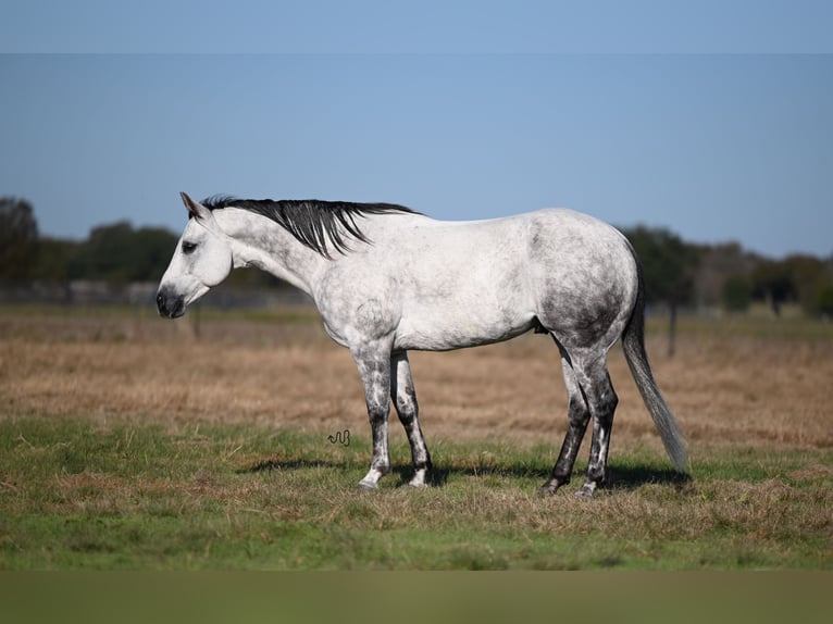 American Quarter Horse Gelding 8 years 15 hh Gray in Waco, TX