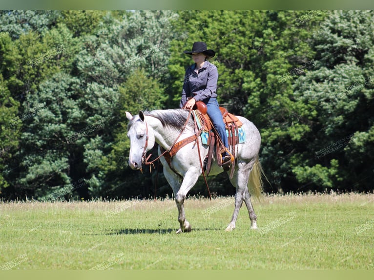 American Quarter Horse Gelding 8 years 15 hh Gray in Clarion, PA