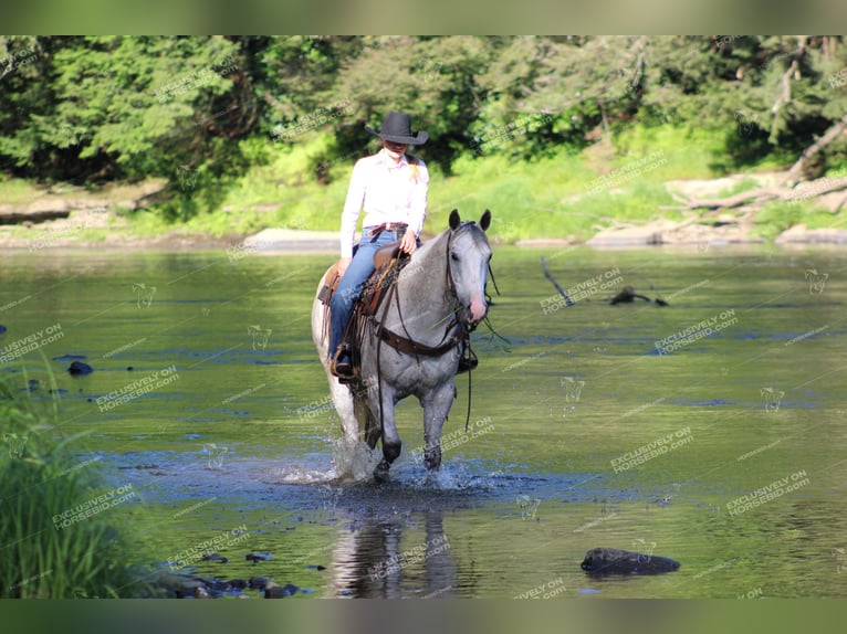 American Quarter Horse Gelding 8 years 15 hh Gray in Clarion, PA