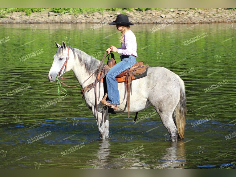 American Quarter Horse Gelding 8 years 15 hh Gray in Clarion, PA