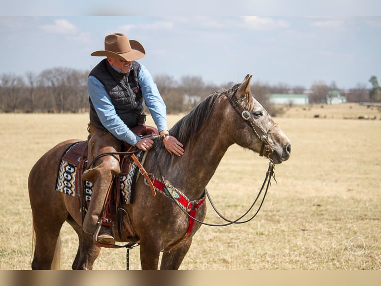 American Quarter Horse Gelding 8 years 15 hh Gray in Moutain Grove MO