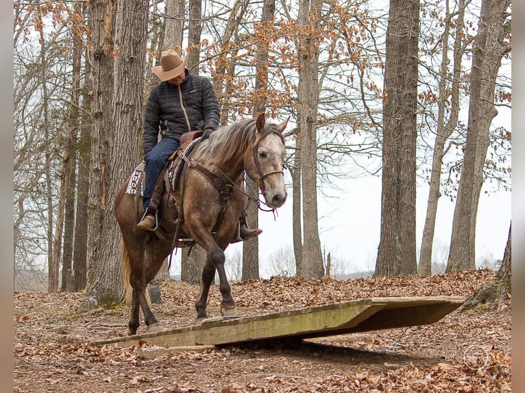 American Quarter Horse Gelding 8 years 15 hh Gray in Moutain Grove MO