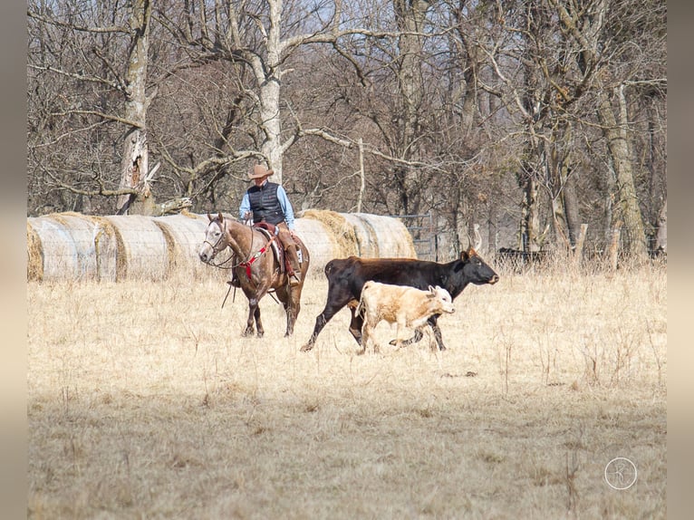 American Quarter Horse Gelding 8 years 15 hh Gray in Moutain Grove MO