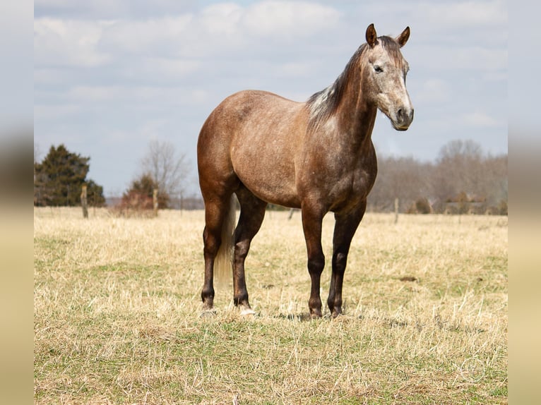 American Quarter Horse Gelding 8 years 15 hh Gray in Moutain Grove MO