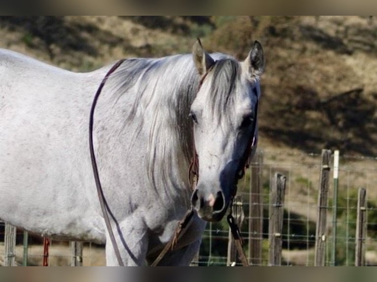 American Quarter Horse Gelding 8 years 15 hh Gray in Paicines CA