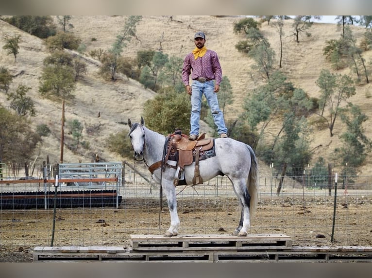 American Quarter Horse Gelding 8 years 15 hh Gray in Paicines CA