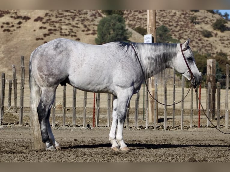 American Quarter Horse Gelding 8 years 15 hh Gray in Paicines CA