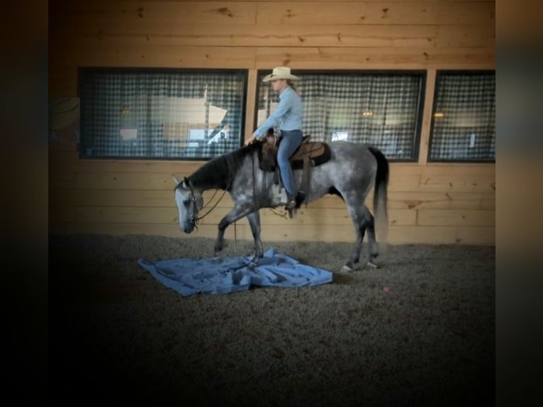 American Quarter Horse Gelding 8 years 15 hh Gray in Winchester, OH