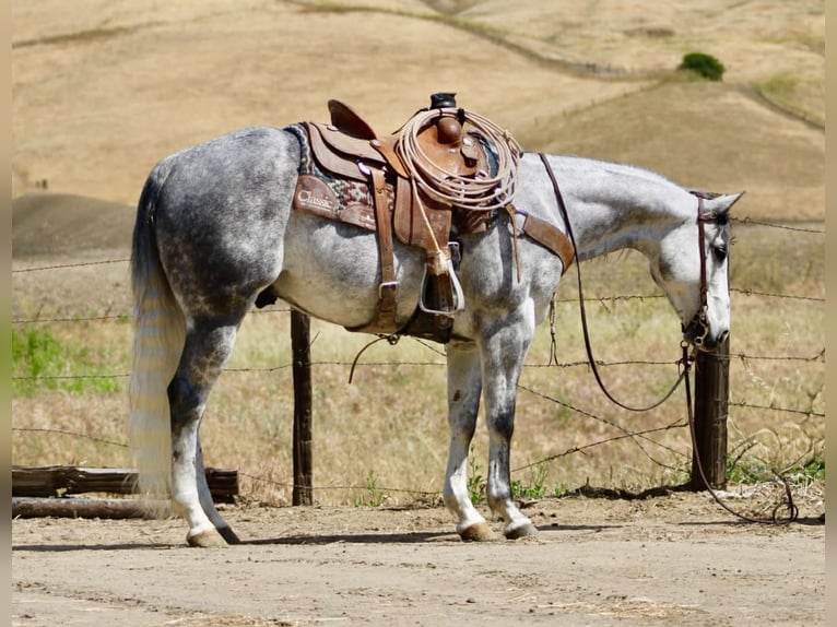 American Quarter Horse Gelding 8 years 15 hh Grey-Dapple in Tres Pinos