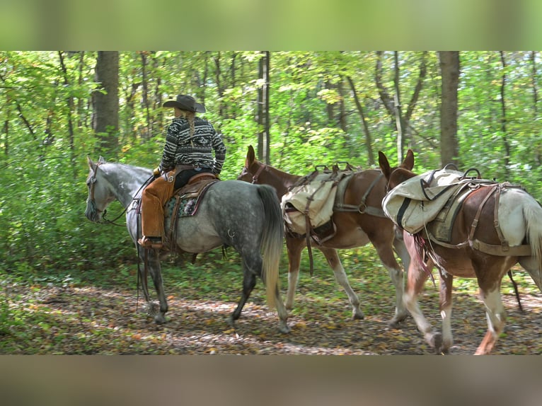 American Quarter Horse Gelding 8 years 15 hh Grey in Hastings American Quarter Horse Gelding 8 years 15 hh Grey in Hastings